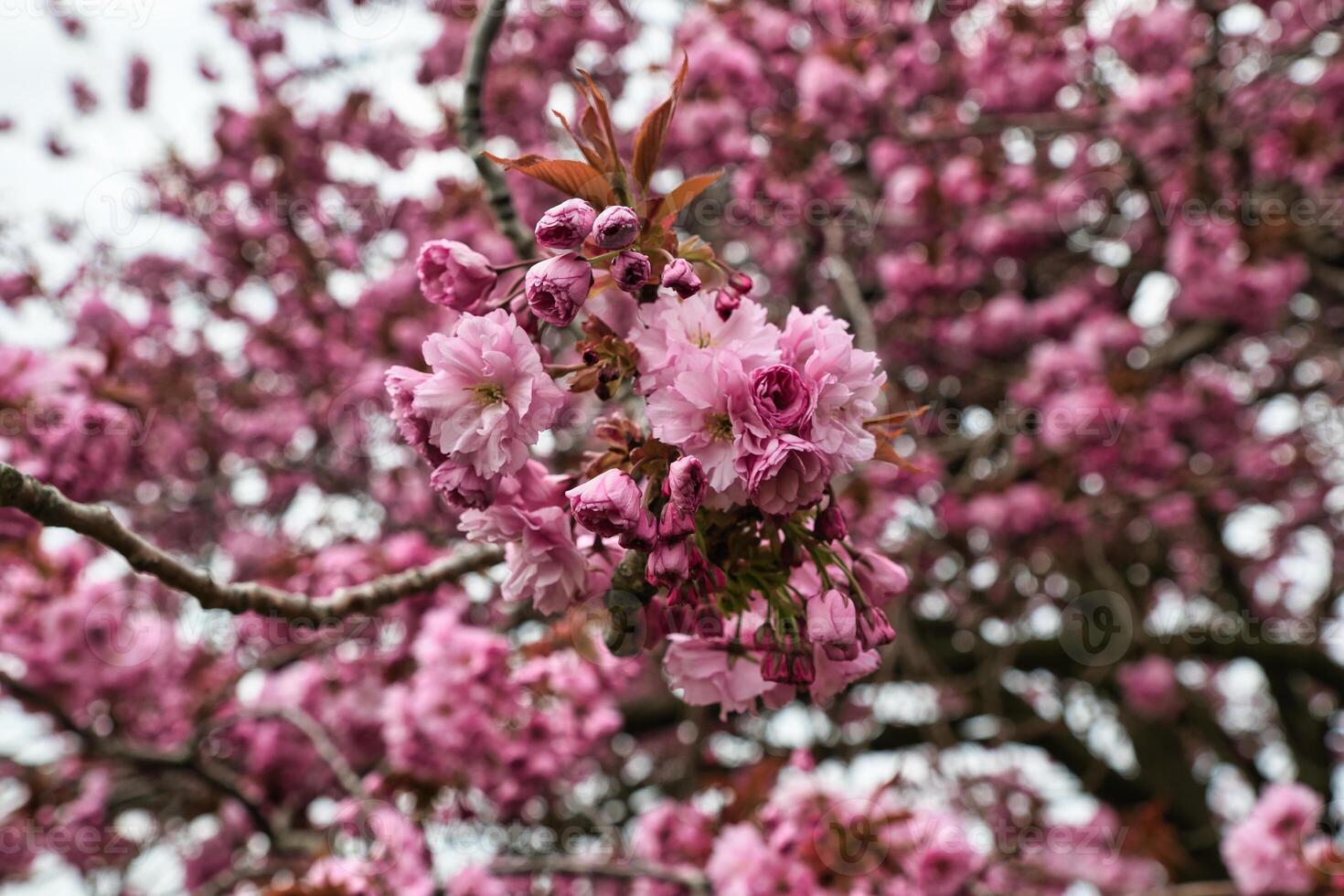 Pink Blossom Clusters on Tree Branch in Harrogate, Yorkshire, UK. photo