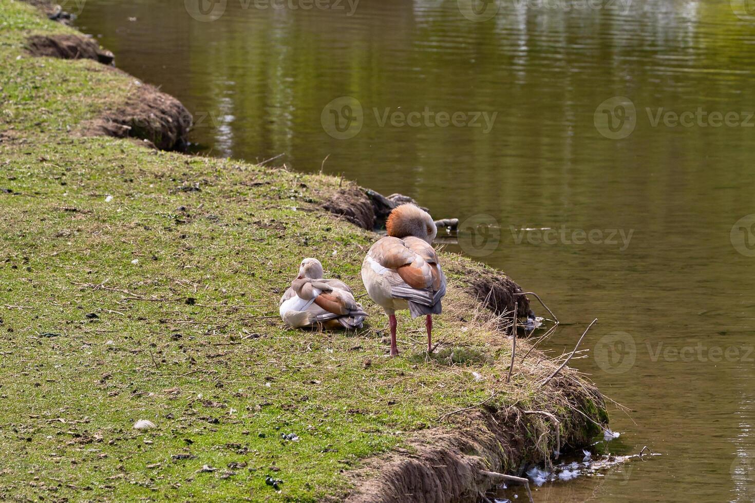 Egyptian Geese on Grassy Bank Next to Water photo