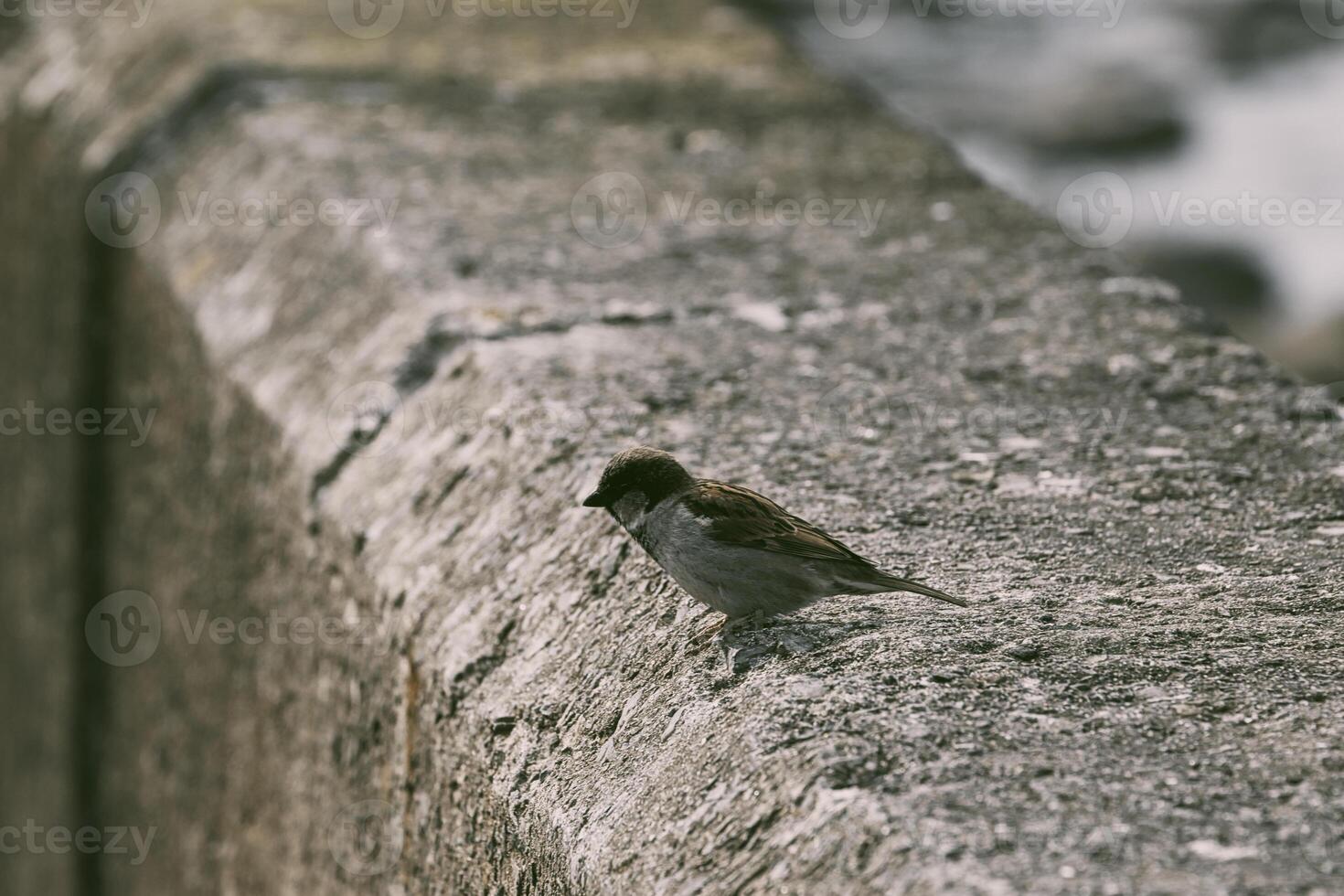Sparrow on Concrete Ledge photo
