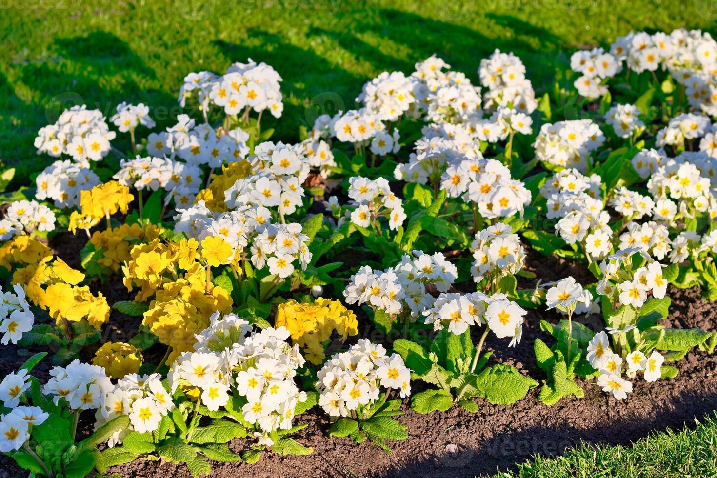 Flowerbed of White and Yellow Primroses photo