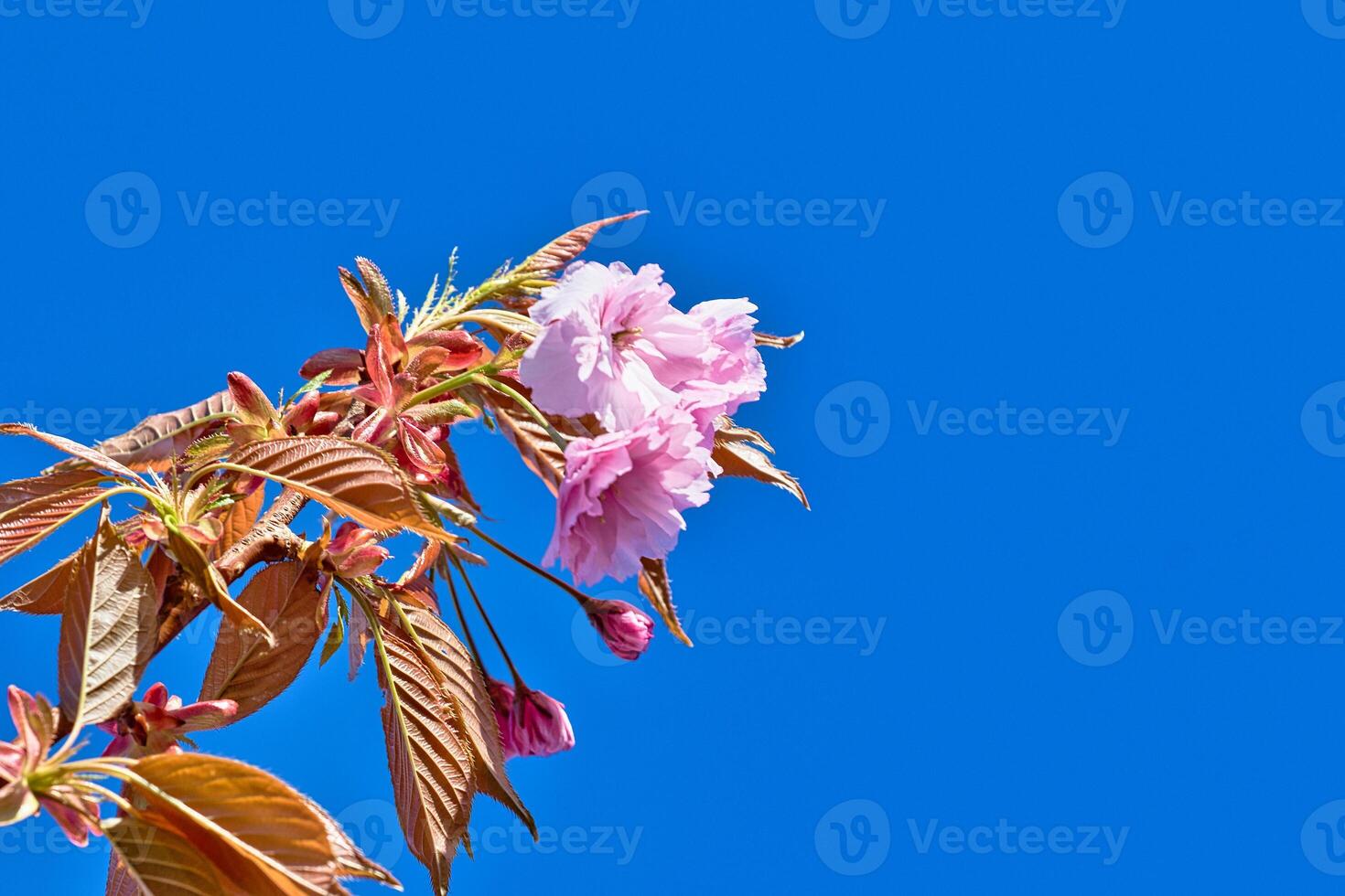 Cherry Blossom Flowers and Leaves Against Blue Sky in Harrogate, Yorkshire, UK. photo