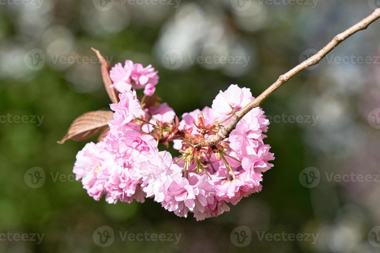 Pink Cherry Blossoms on Branch with Blurred Background in Harrogate, Yorkshire, UK. photo