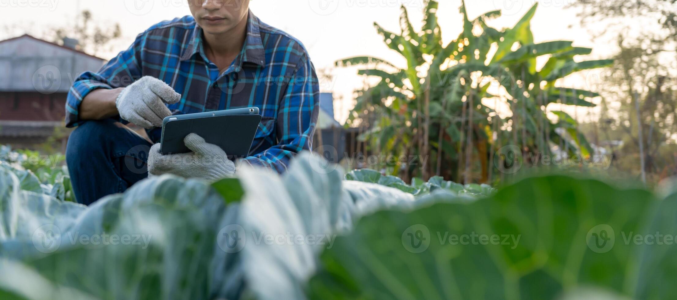 Farmer use the main data network in the internet, agricultural technology, work on crop data analysis by tablet ,technology for plantation data link with internet make a good plant organic product. photo