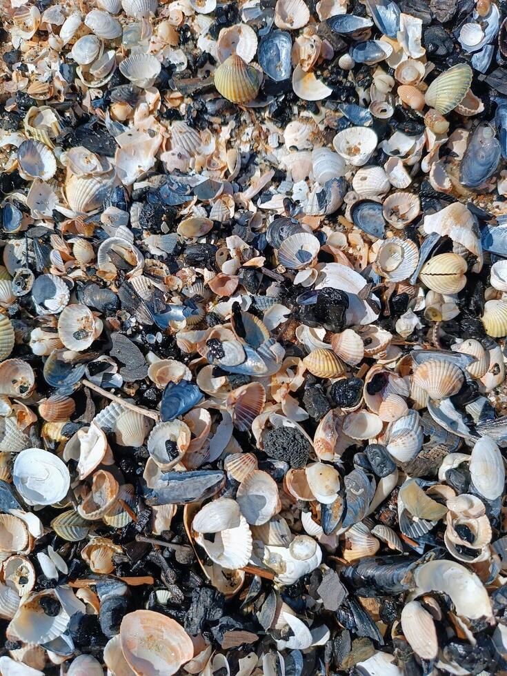 Top view of beach covered in broken seashell fragments and shell crumbs. Ocean, sea, beach, vacation, holiday, sharp photo
