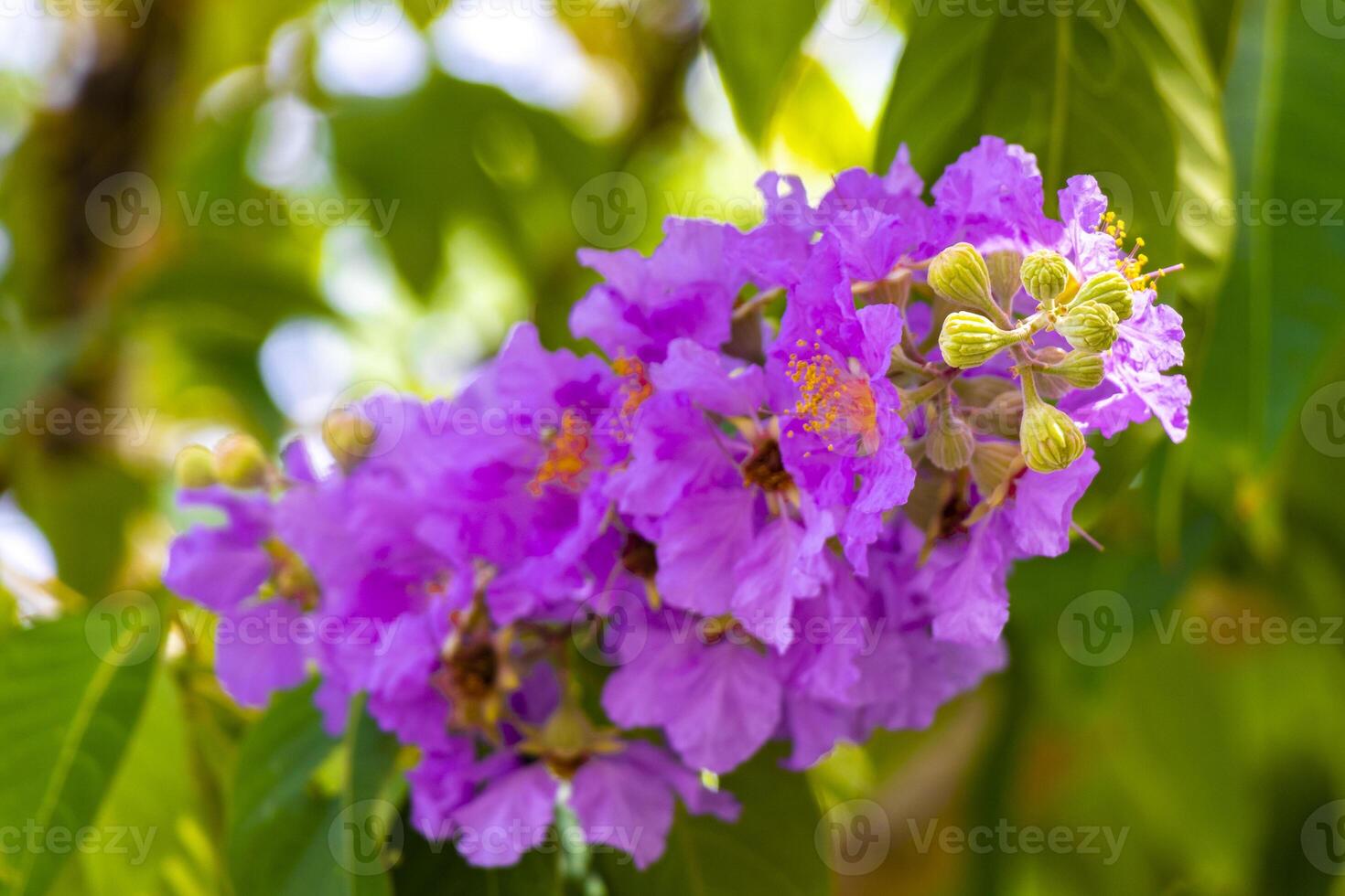 A purple flower blooming on a tree branch photo