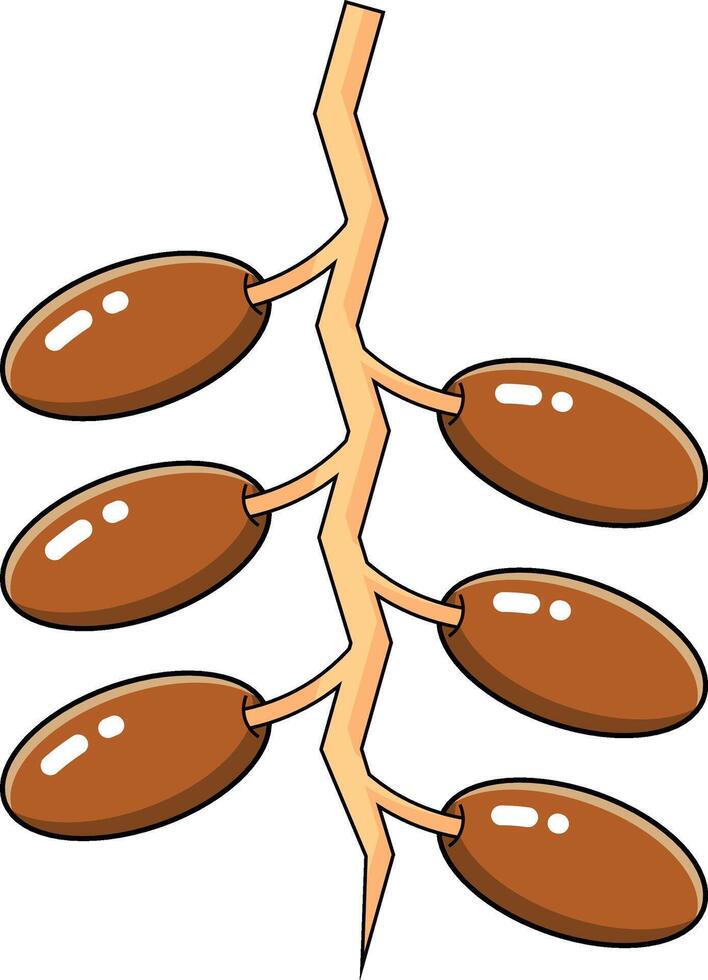 dates fruit vectors