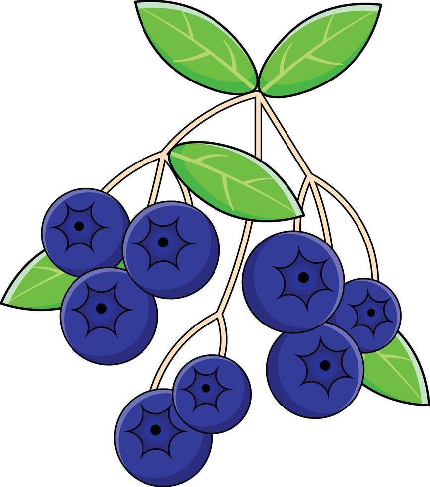 blueberry vectors design