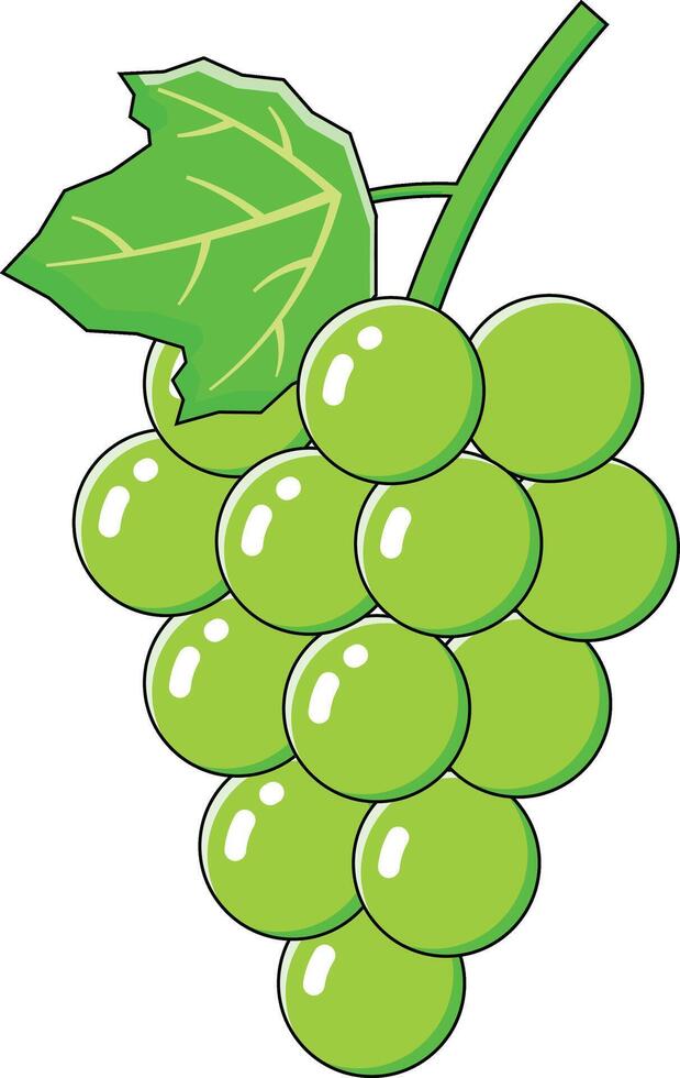 green grape vectors