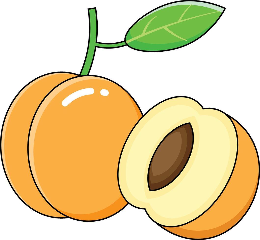 apricot vectors design