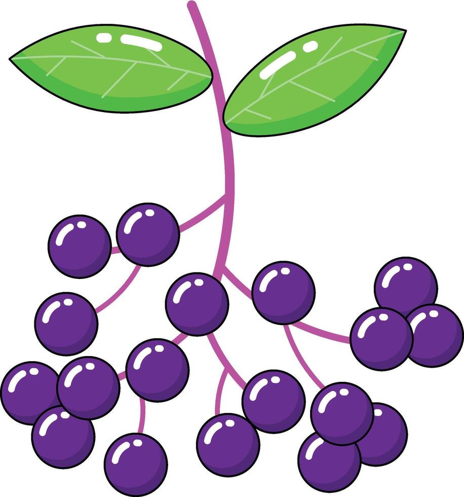 elderberry vectors illustration
