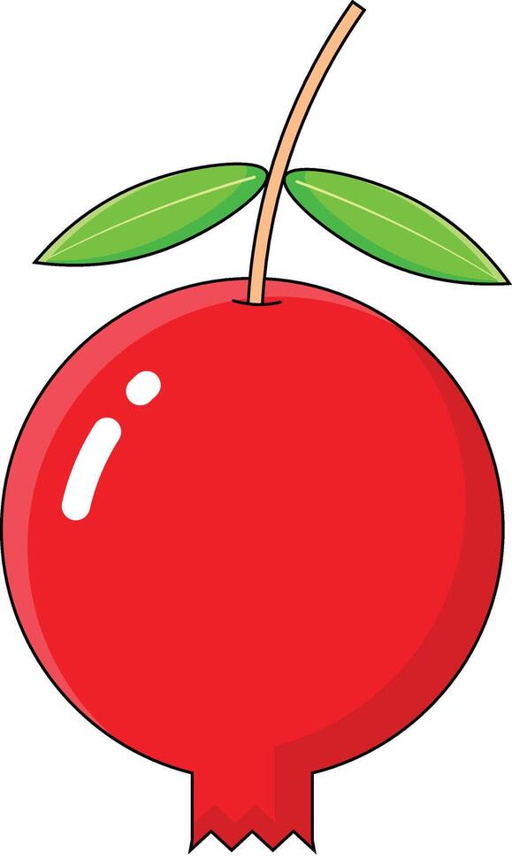pomegranate vectors illustration