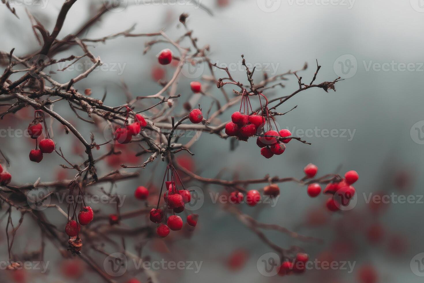 Red berries on a tree branch in the fog photo