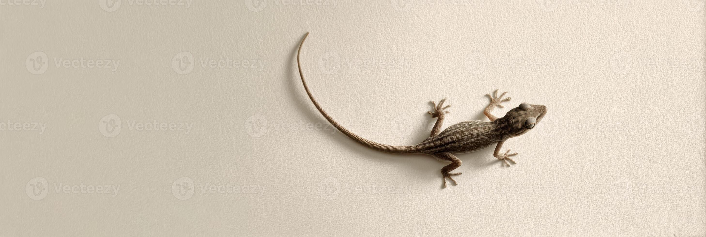 A lizard is standing on the wall photo