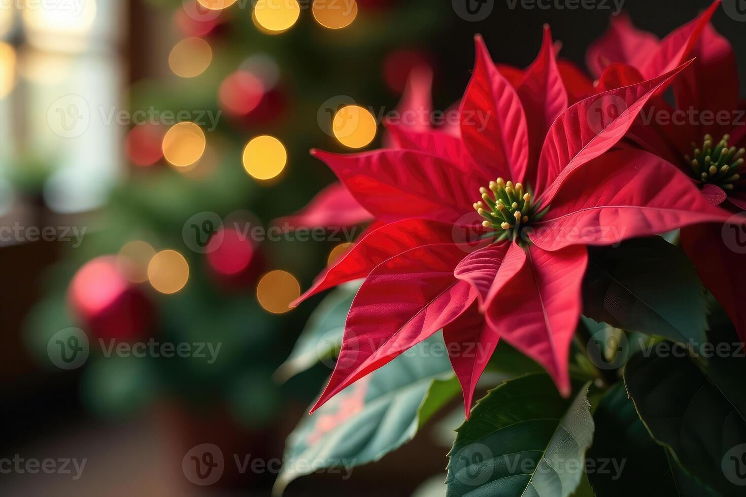 A red poinsettia flower is in front of a christmas tree photo