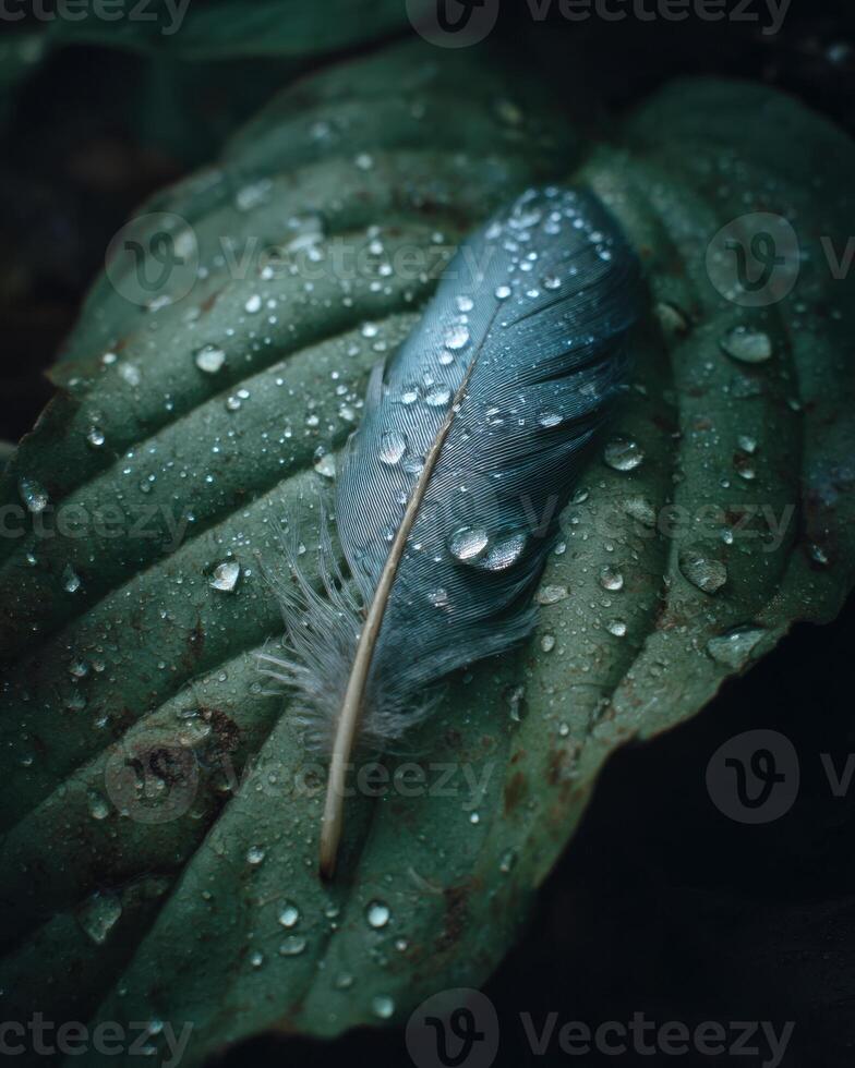 A feather is covered in water droplets on a leaf photo