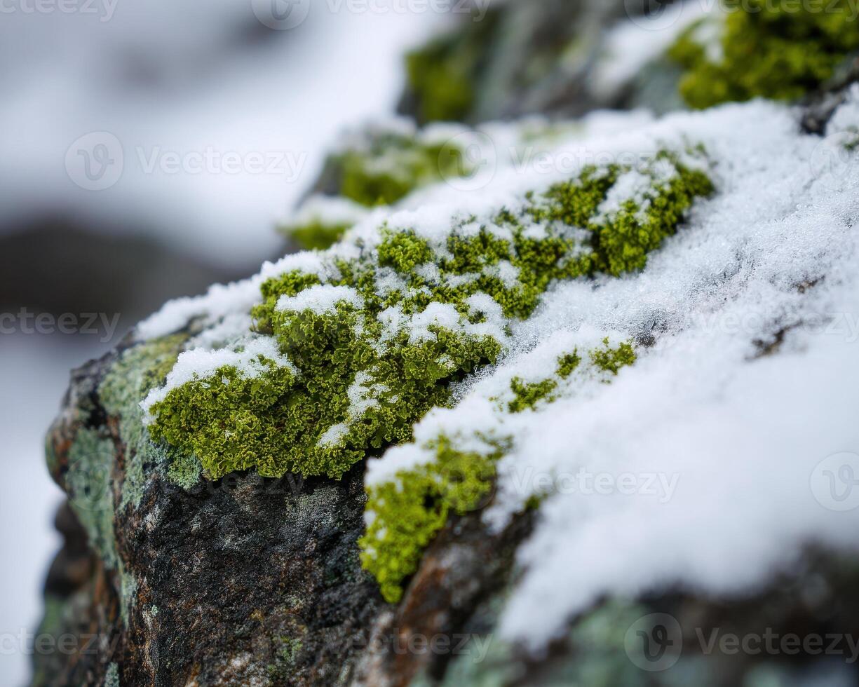 A close up of moss on a rock covered in snow photo