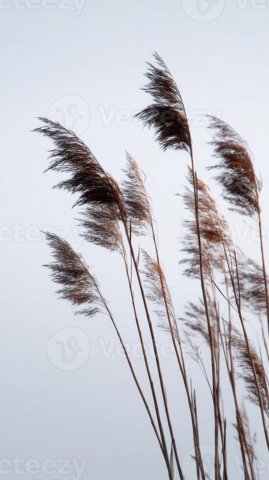 Reeds blowing in the wind on a cloudy day photo