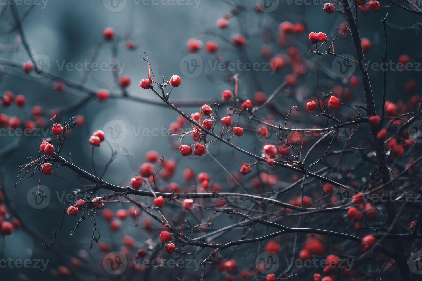 Red berries on a tree branch with a blurry background photo