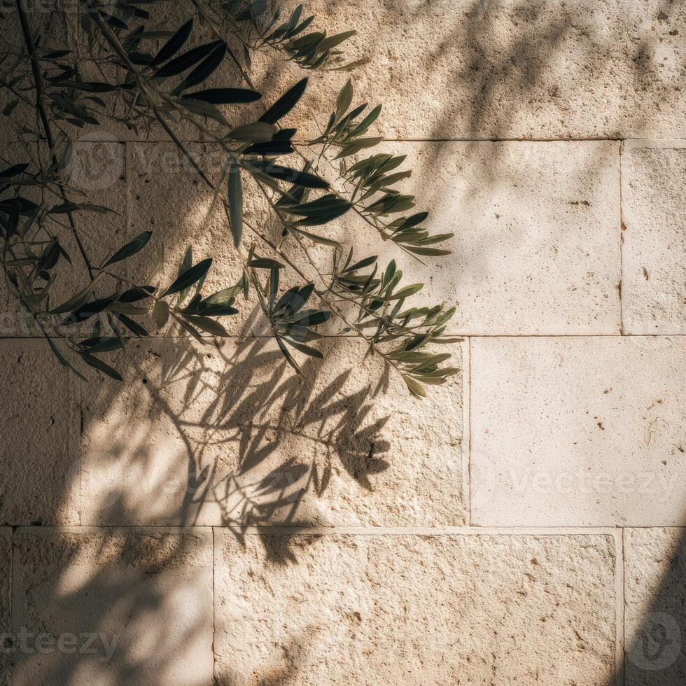 Olive tree shadow on stone wall photo