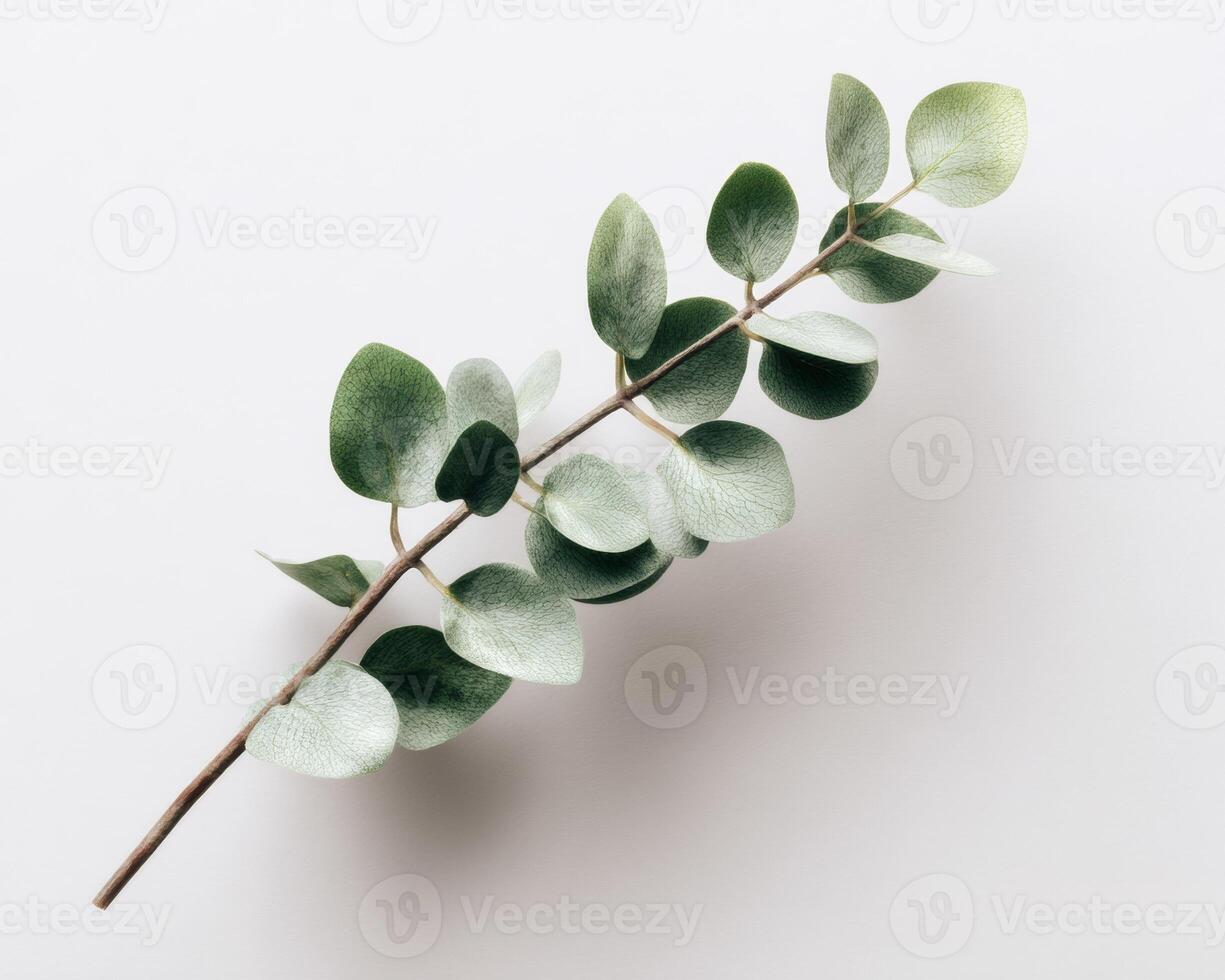 Eucalyptus leaves on white background photo
