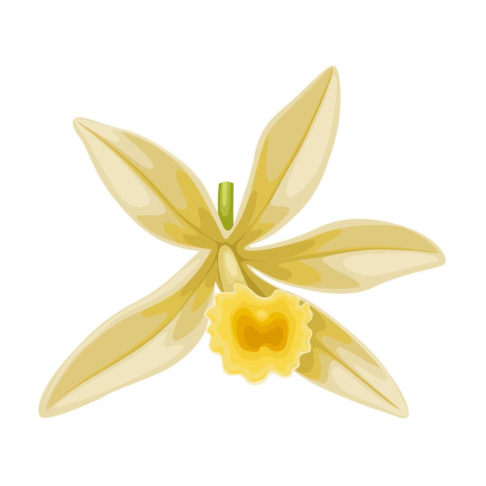 Illustration of vanilla flower, isolated on white background. vector