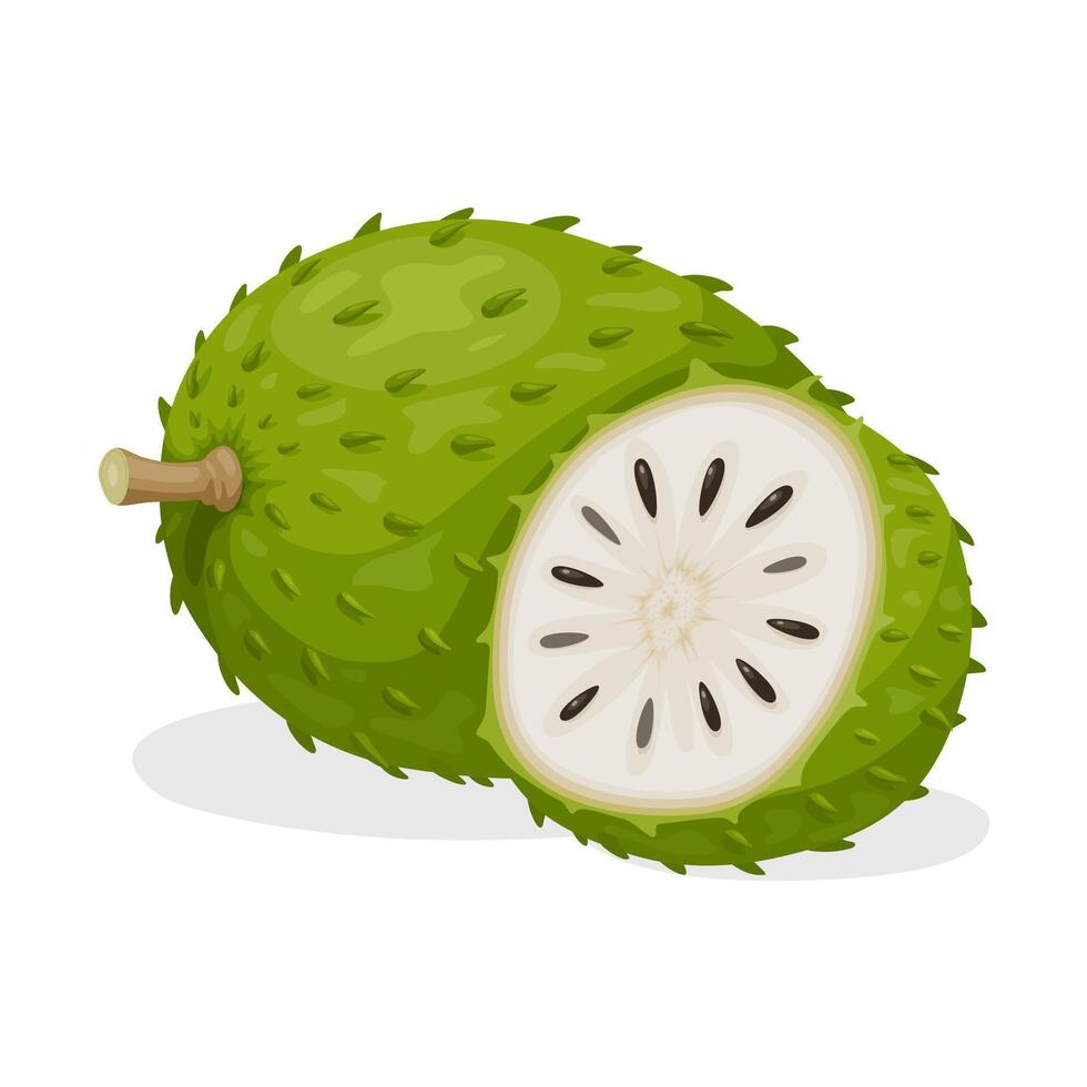 Illustration of soursop fruit, also called graviola, guyabano or Annona muricata, isolated on white background. vector