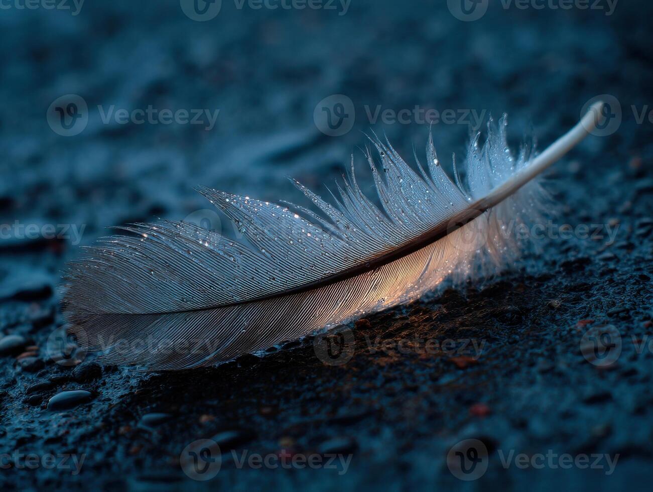 A white feather laying on the ground with water droplets photo