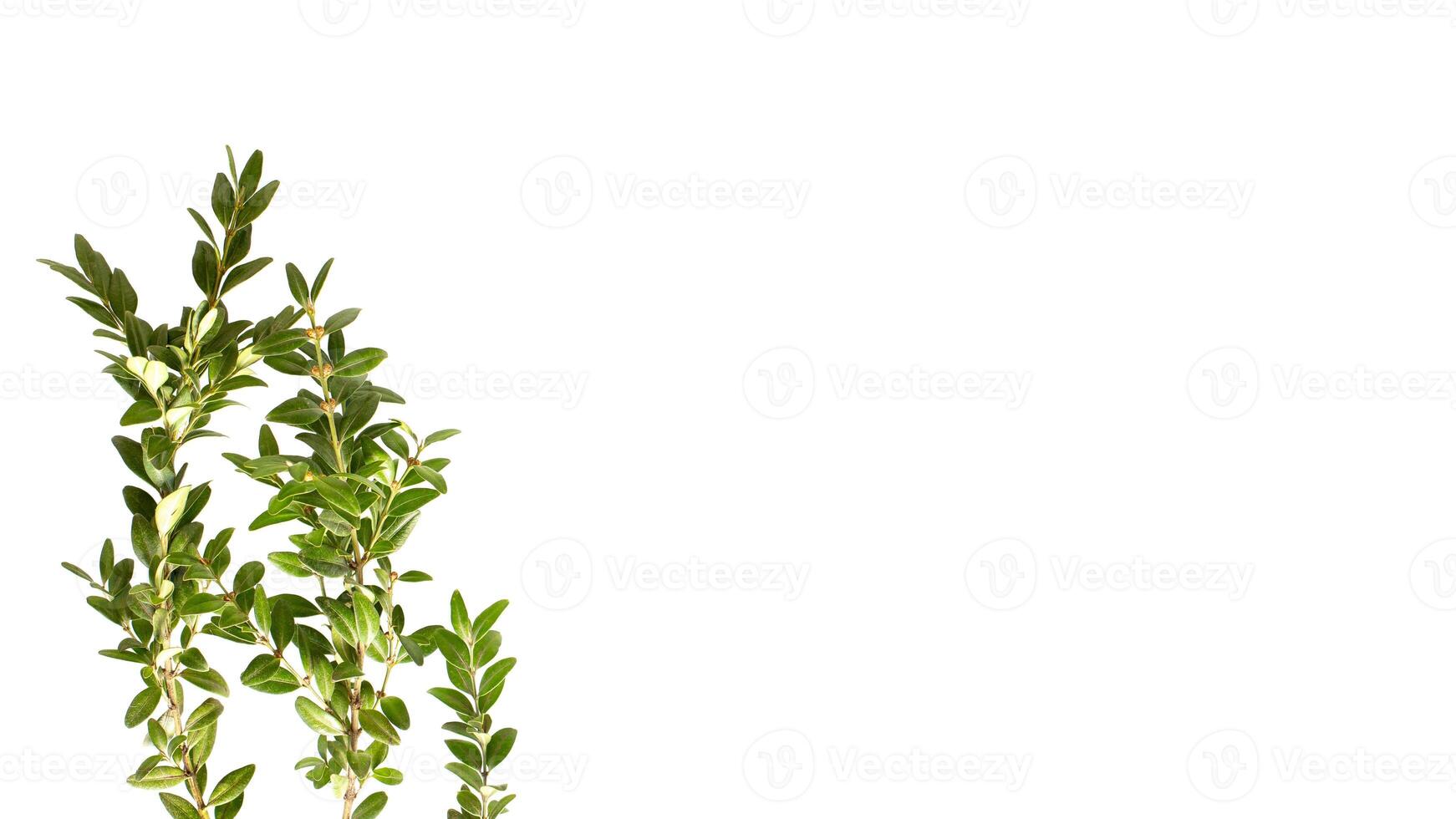 wide banner with ruscus plant branch on the white background. photo