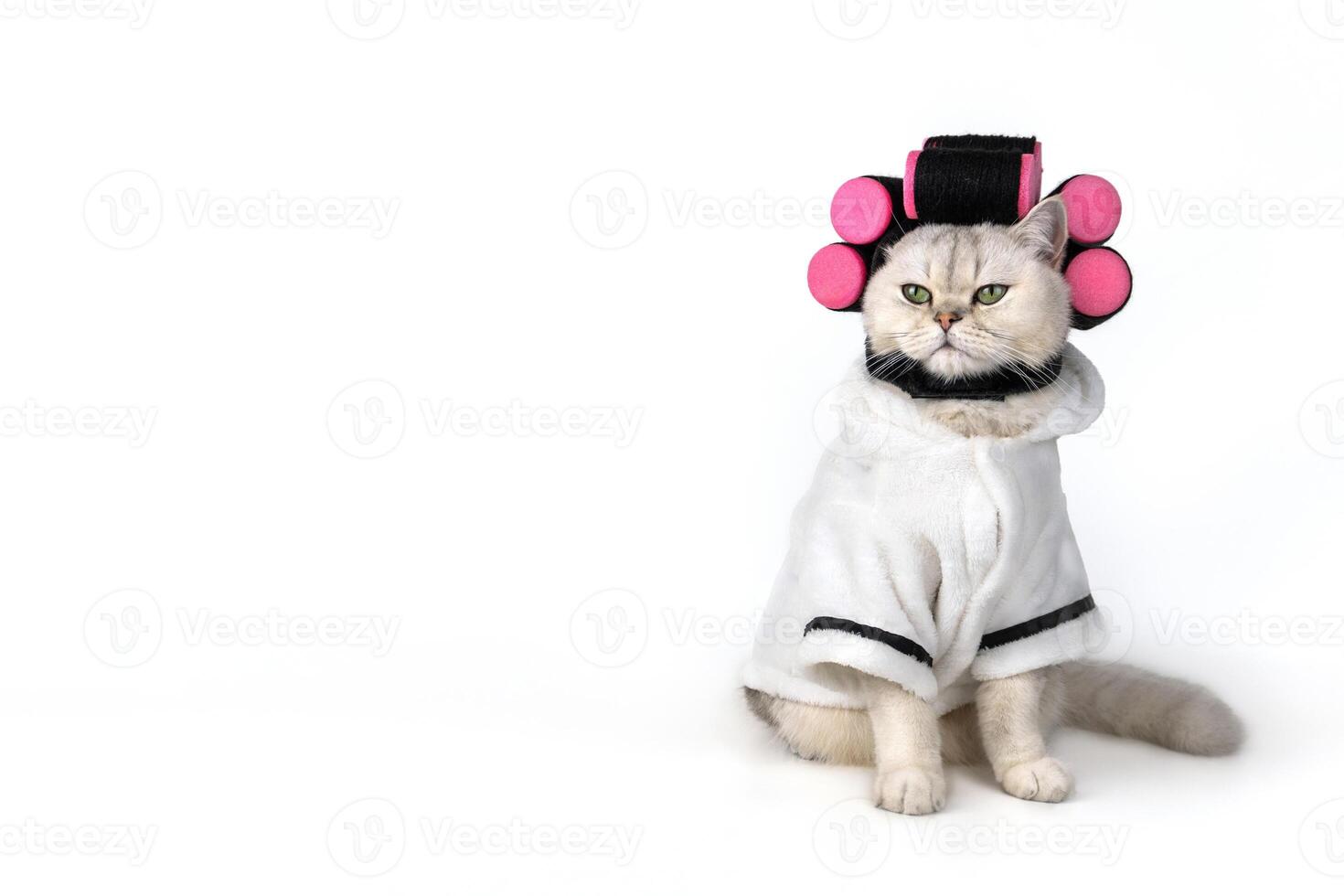 Charming cat in white bathrobe with pink curlers rollers on white background photo