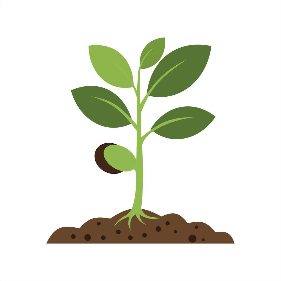 Cartoon plant with green leaves and brown soil, white background. vector