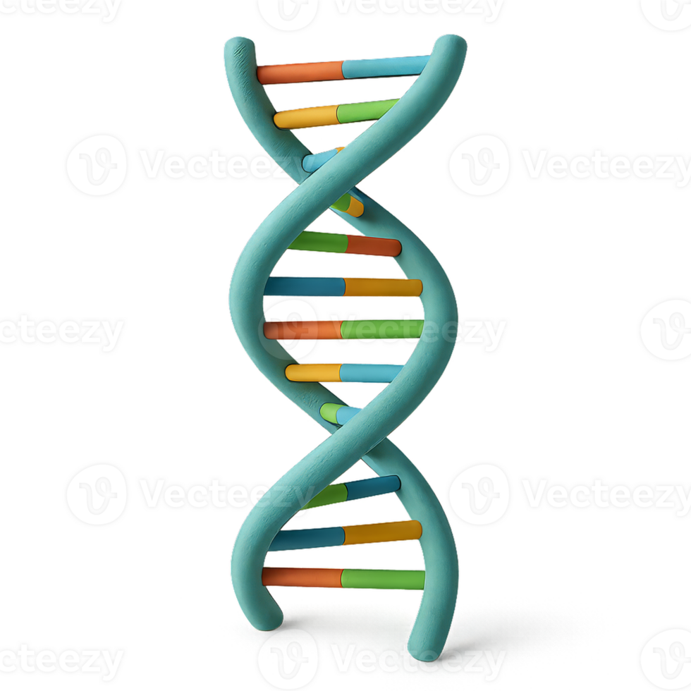 3D DNA Model Structure for Educational and Scientific Use png