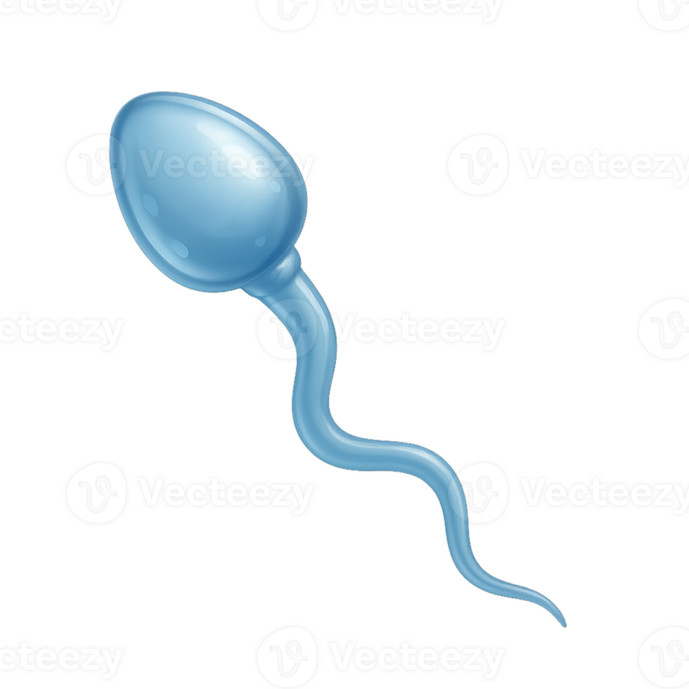 3D Illustration of a Simple Sperm Cell for Biological Concepts png