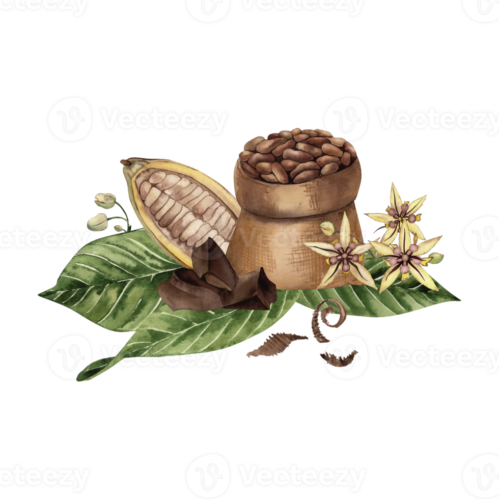 A bag of cocoa beans stands on the leaves of a chocolate tree, next to it are cut beans with seeds inside, flowers, pieces of chocolate. The illustration is hand-drawn with watercolors Botanical style png