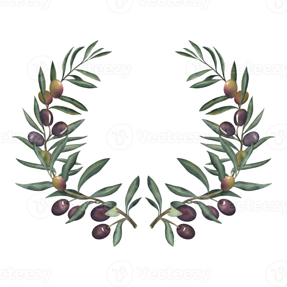 Olive wreath with green leaves and ripe green and purple olives. The watercolor illustration is manually painted in the botanical, Mediterranean style. Ideal for wedding invitations, logos, packaging png
