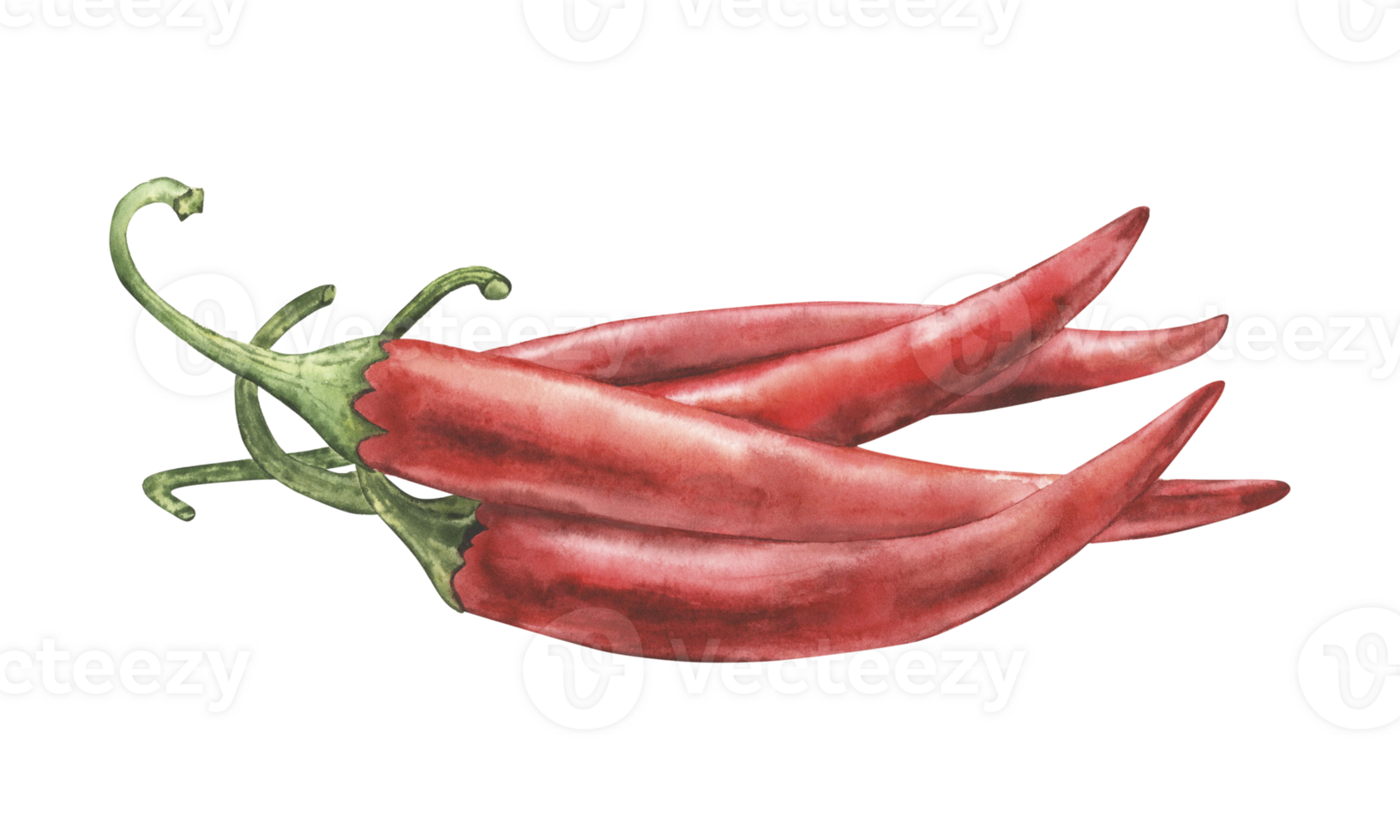 Red hot chili pepper isolated on white background. Watercolor illustration with bunch of cayenne pepper pods with green stems, hand drawn in botanical style. For food packaging, recipes, kitchen decor png