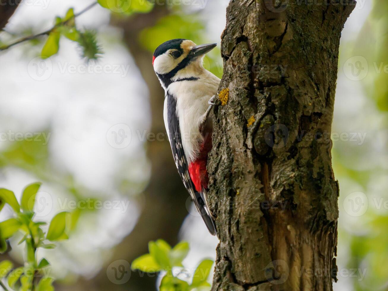 Male of great spotted woodpecker sitting on tree trunk. The great spotted woodpecker or Dendrocopos major is medium-sized woodpecker with pied black and white plumage and red patch on the lower belly photo