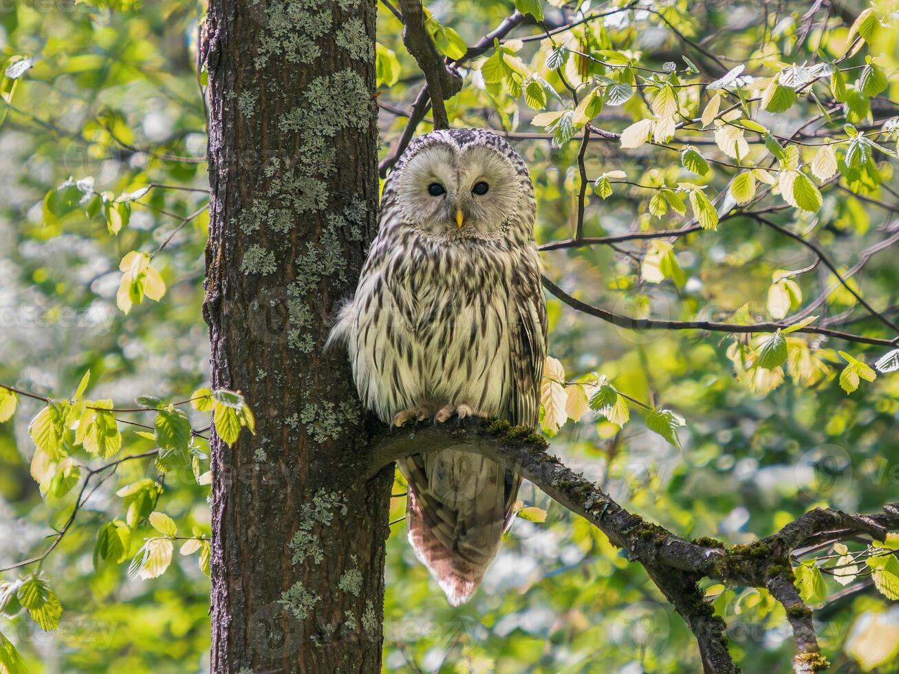Beautiful Ural owl or Strix uralensis sits quietly on branch in vibrant spring forest. Ural owl with green lush on background. Beautiful grey owl. Bird of prey in natural habitat. Birdwatching photo
