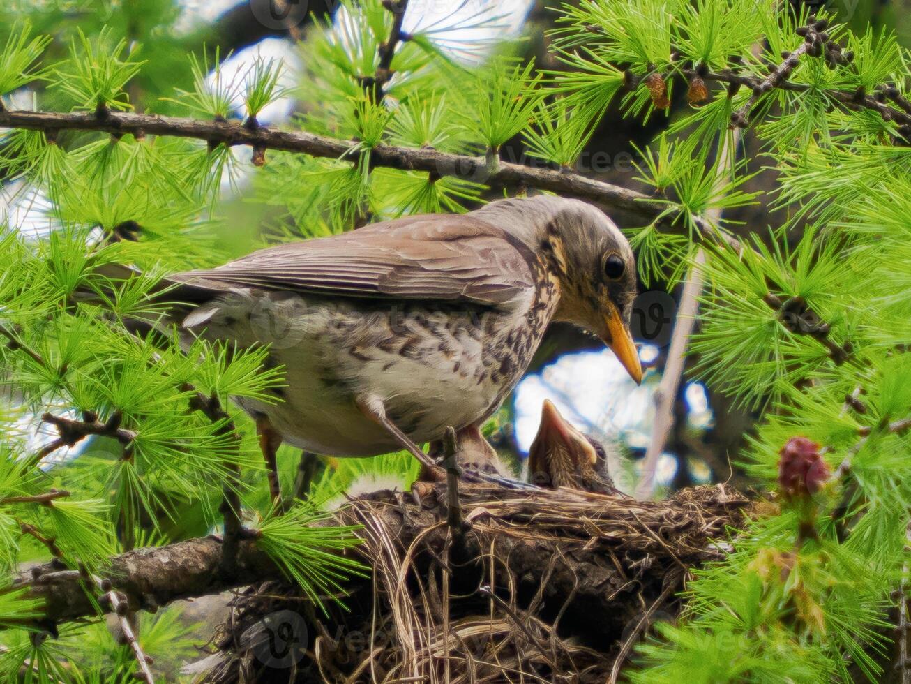Fieldfare or Thrush in nest with chicks. Nesting season. Fieldfare or Turdus pilaris nest built in the crown of pine tree. Spring time. Birdwatching concept. photo