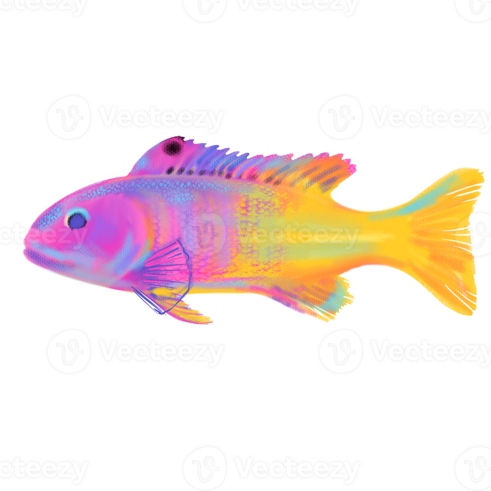 Hand drawn ocean Gramma brasiliensis or Brazilian basslet, Loreto fish illustration, tropical exotic sea art in soft pastel style. png