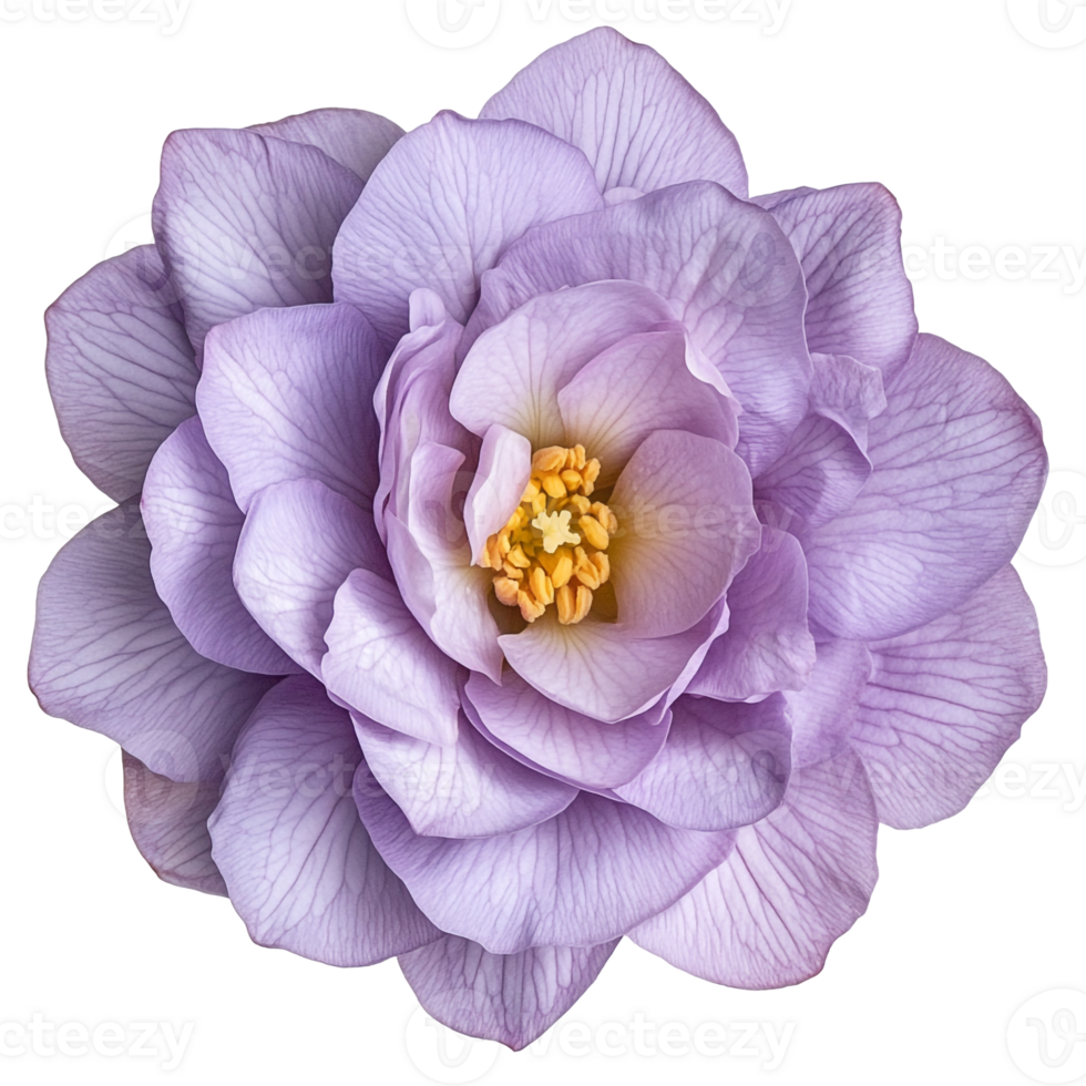 Isolated Lavender Petaled Flower png