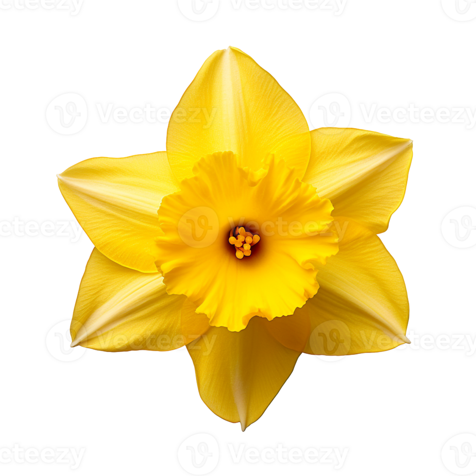 Isolated Daffodil Facing Up png