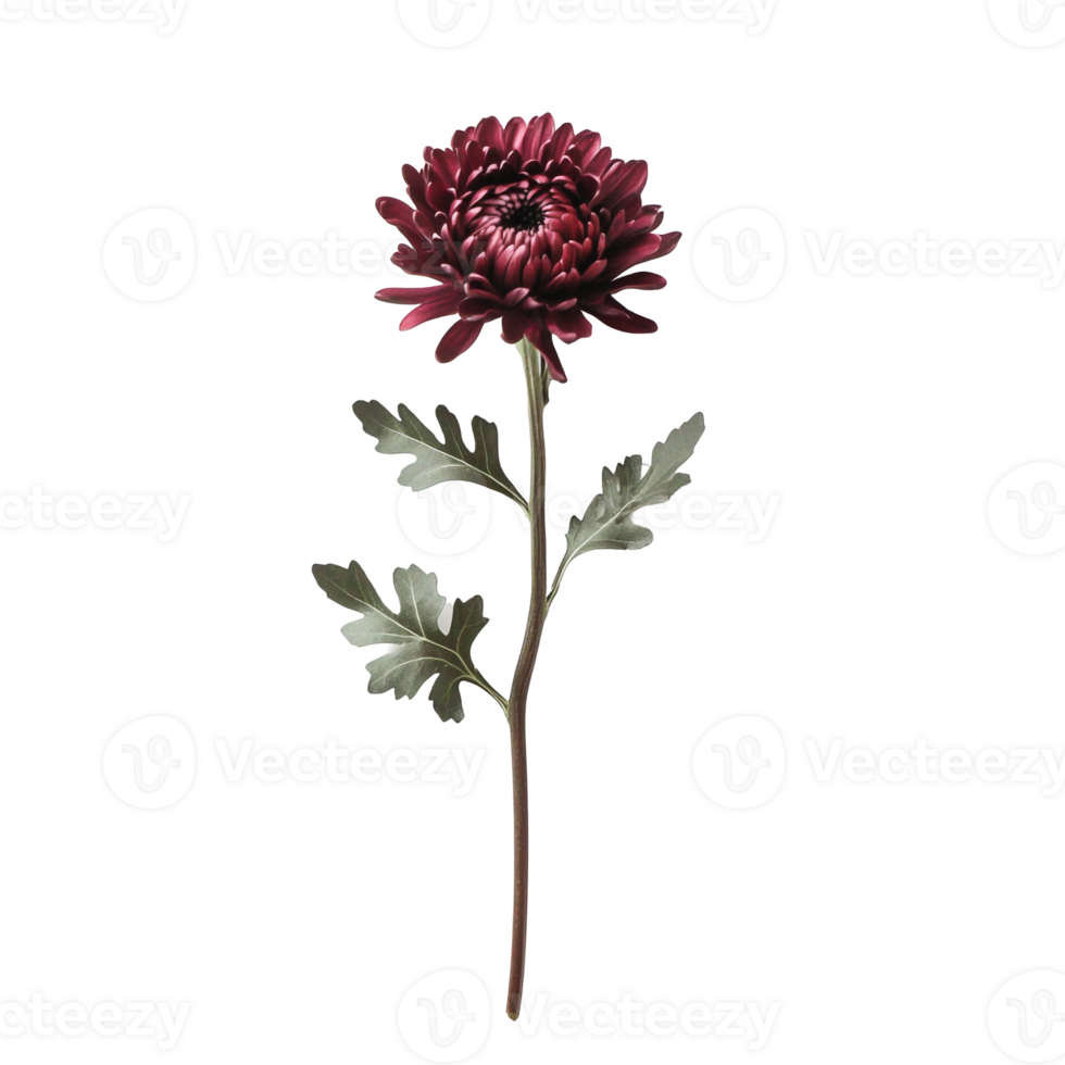Chrysanthemum Petals in Focus png