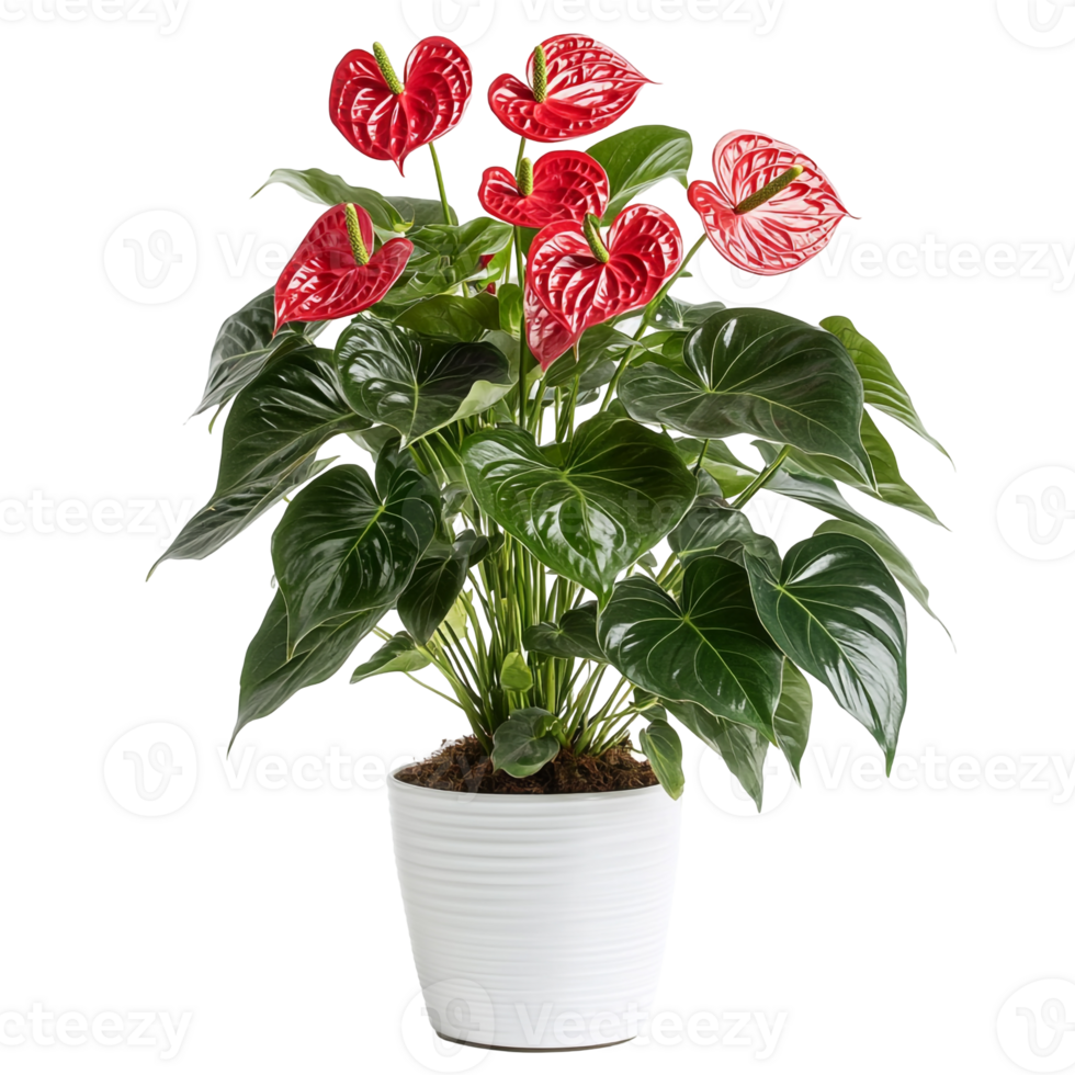 Lush Red Anthurium Blooming in a Pot with Broad Leaves and Elegant Form png