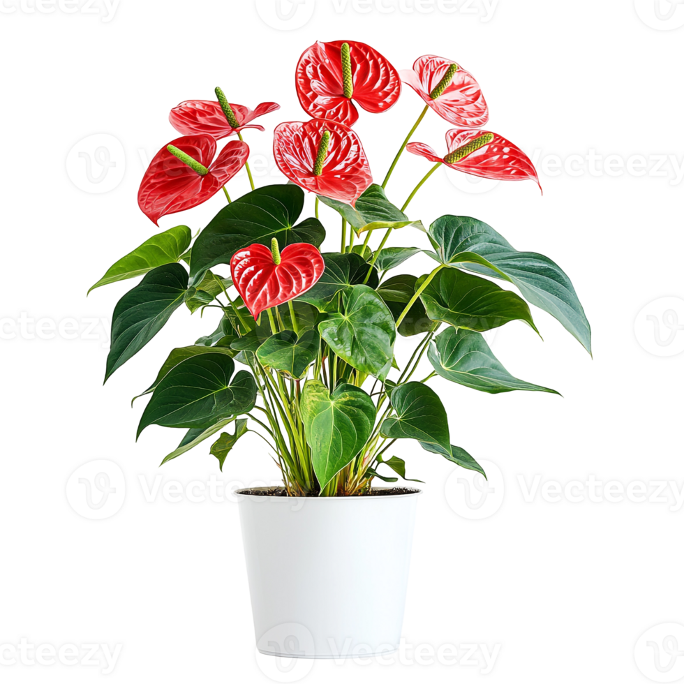 Red Anthurium in Decorative Pot with Lush Leaves and Tropical Appearance png