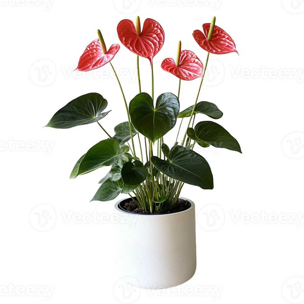 Decorative Potted Anthurium with Red Blooms and Lush Green Foliage png