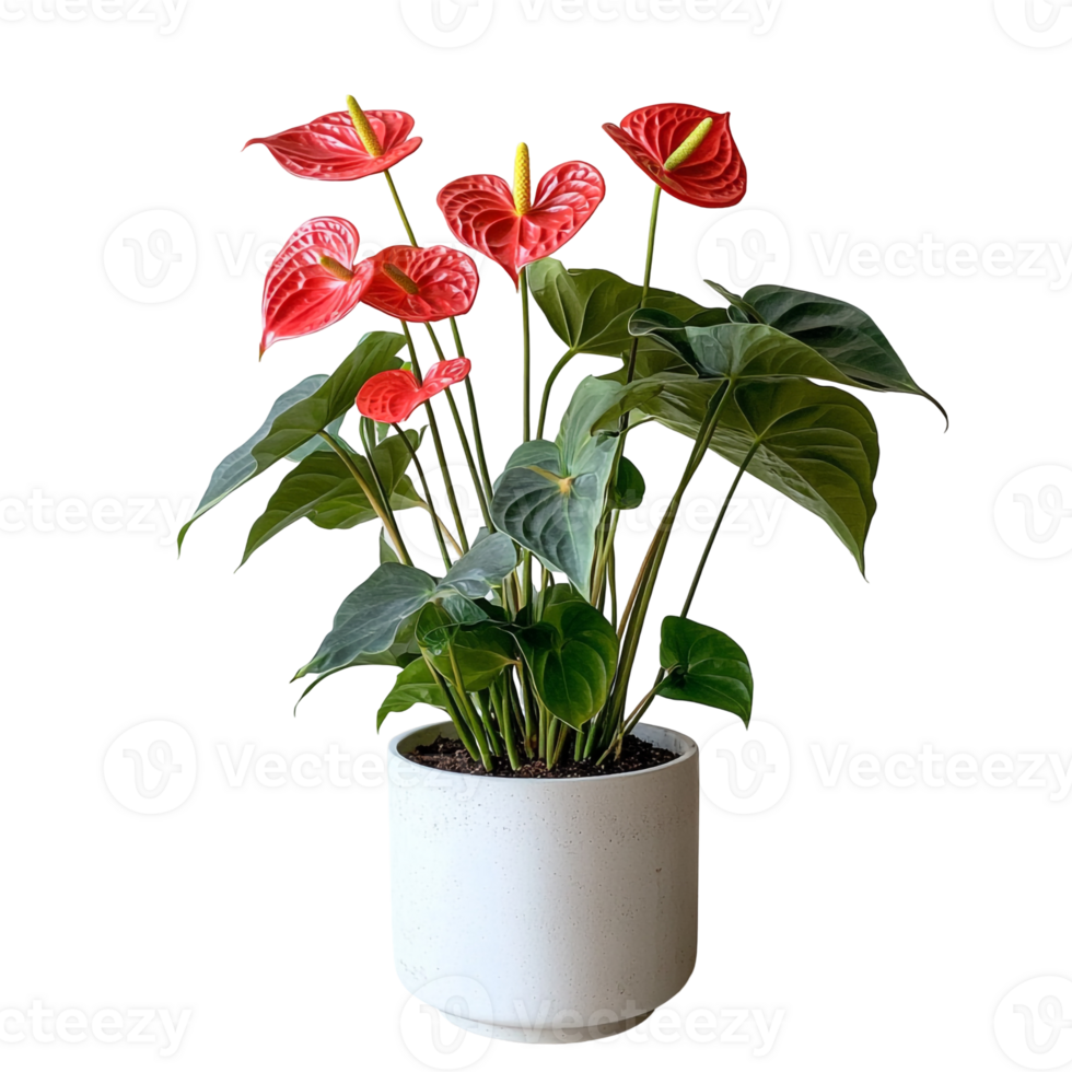 Red Anthurium Houseplant in Pot with Shiny Leaves and Heart-Shaped Flowers png