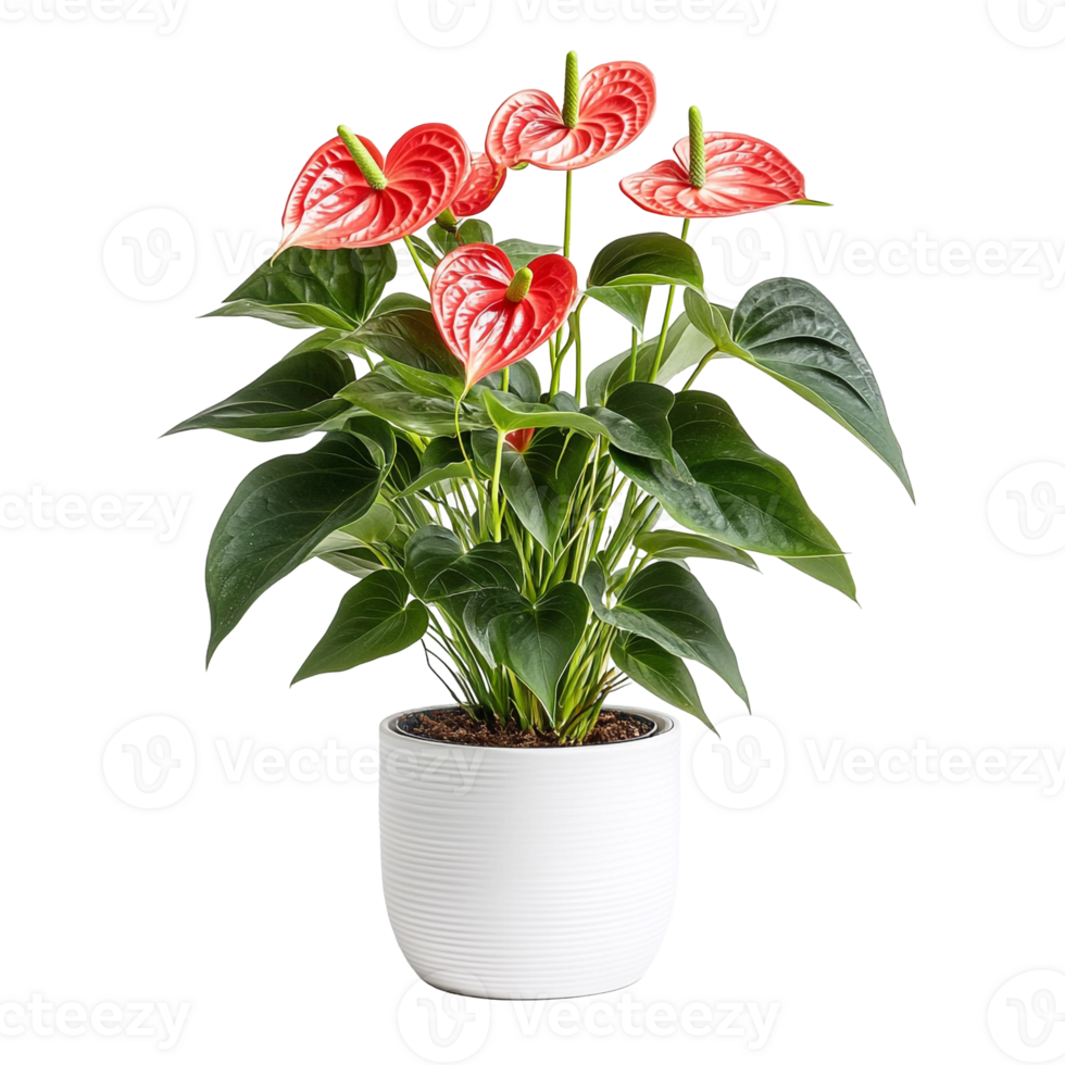 Vibrant Red Anthurium with Large Green Leaves Growing in a Modern Pot png