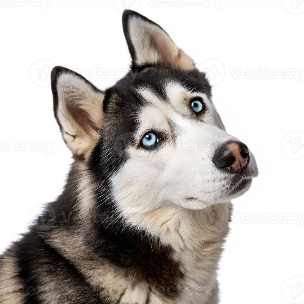 Close-up Portrait of a Siberian Husky with Striking Blue Eyes on Transparent Background. png