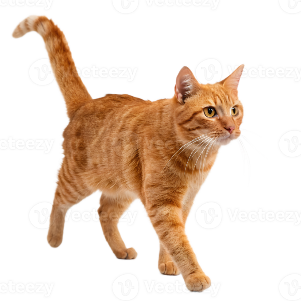 Ginger Tabby Cat Walking on Transparent Background png