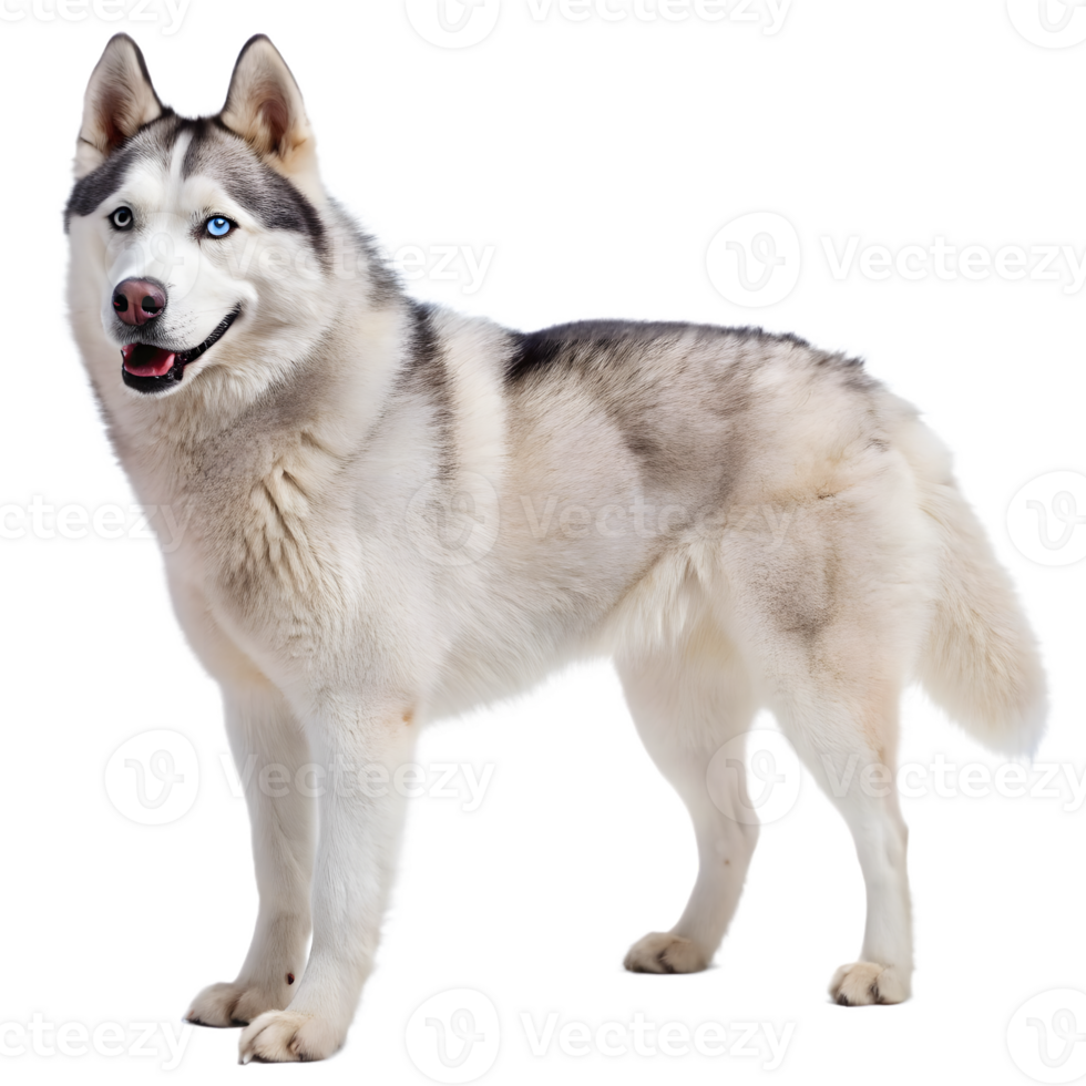 Majestic Siberian Husky with Blue Eye on Transparent Background. png
